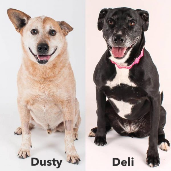 dusty and deli