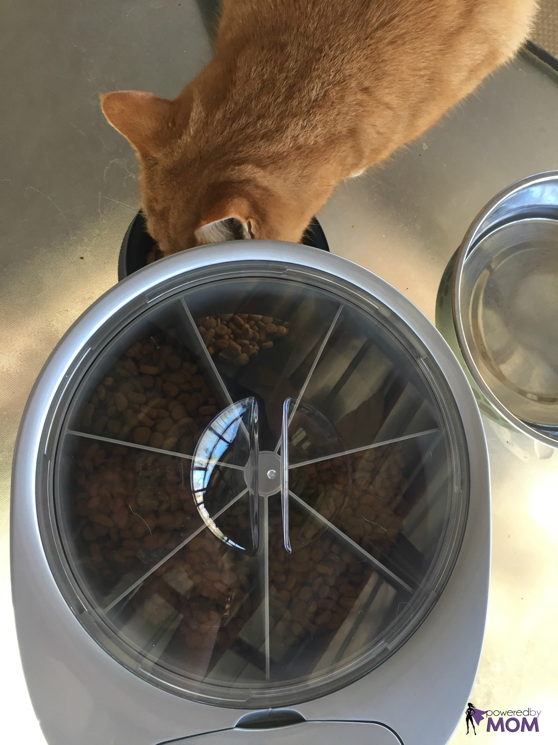 cat,eating,PetSafe,six,meal,feeder