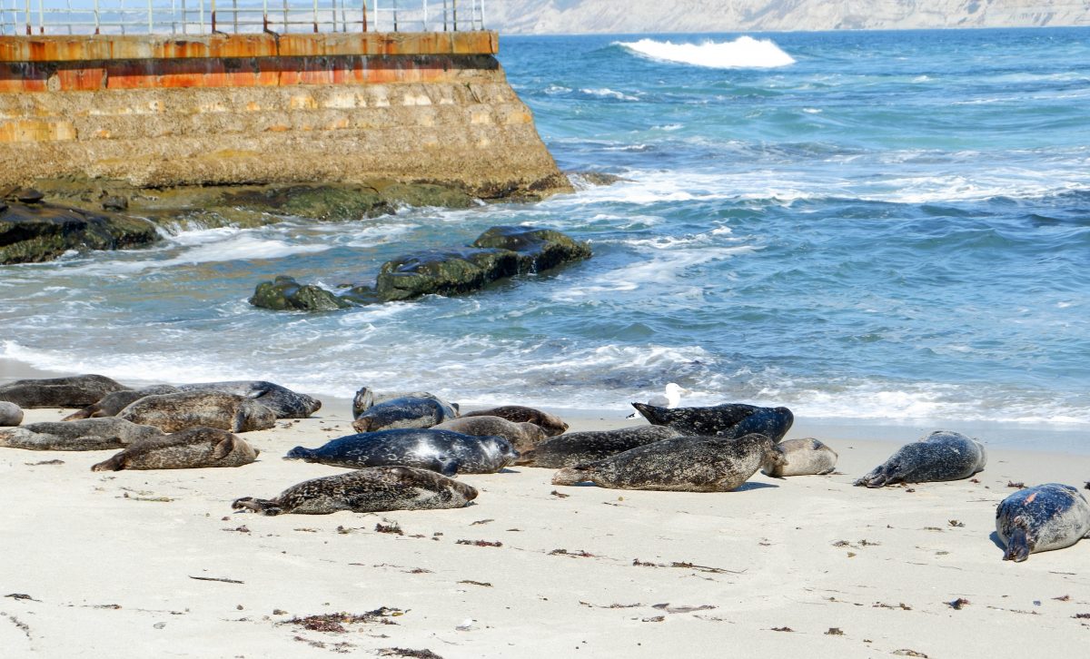 Go watch the sea lions in La Jolla San Diego