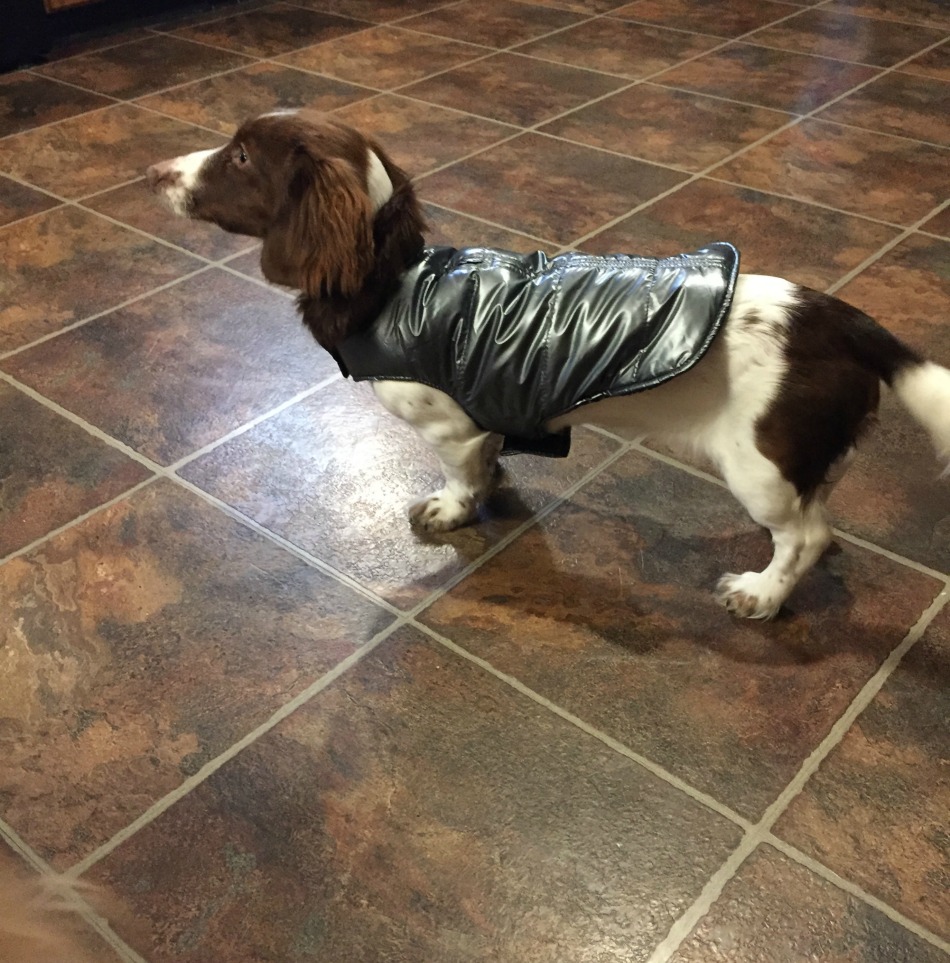 silver aspen puffer coat,charli,up country