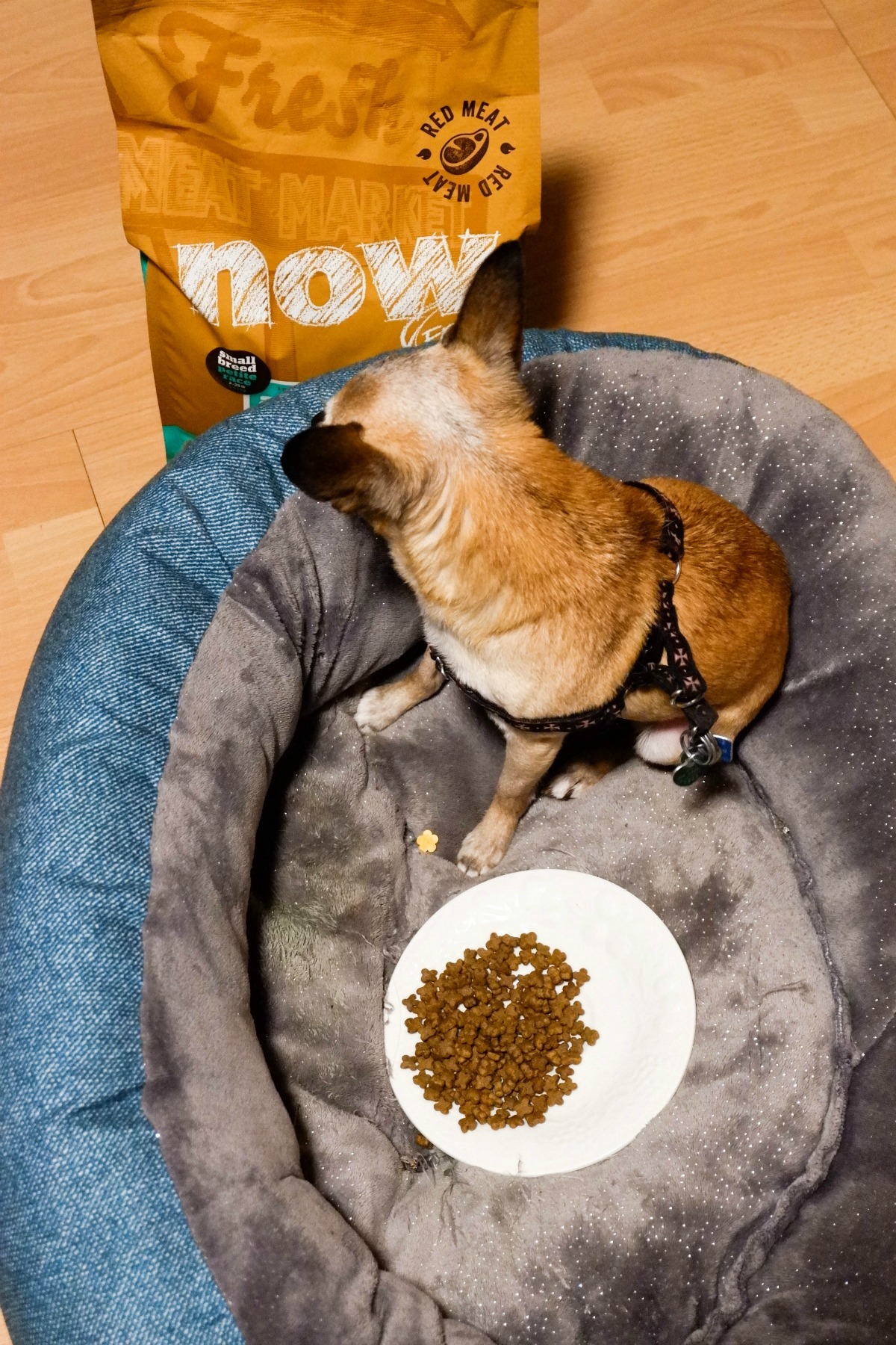 why small dogs need small breed dog food