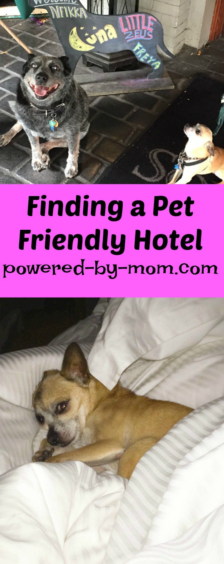 pet-friendly hotel tips