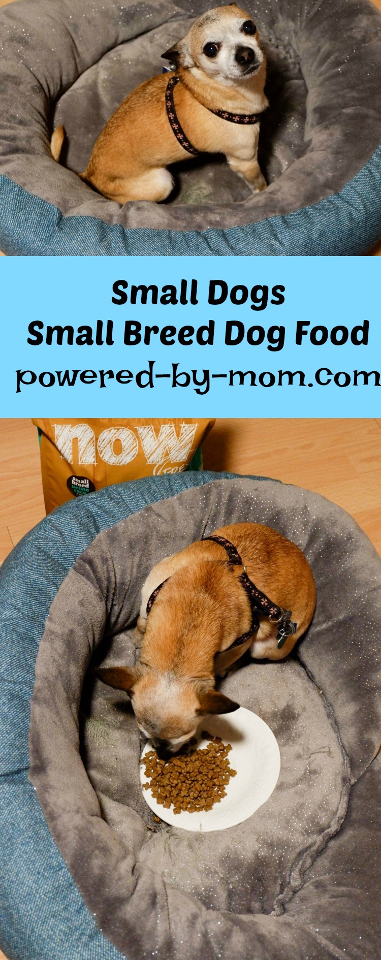 why small dogs need small breed dog food
