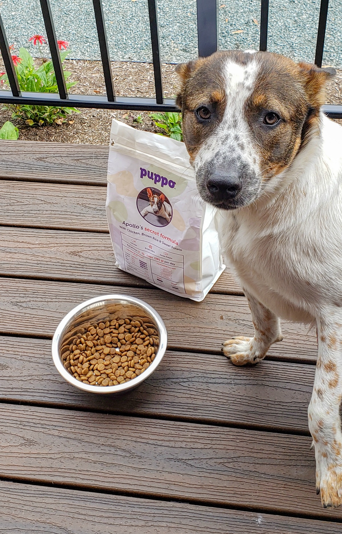puppo customized dog food