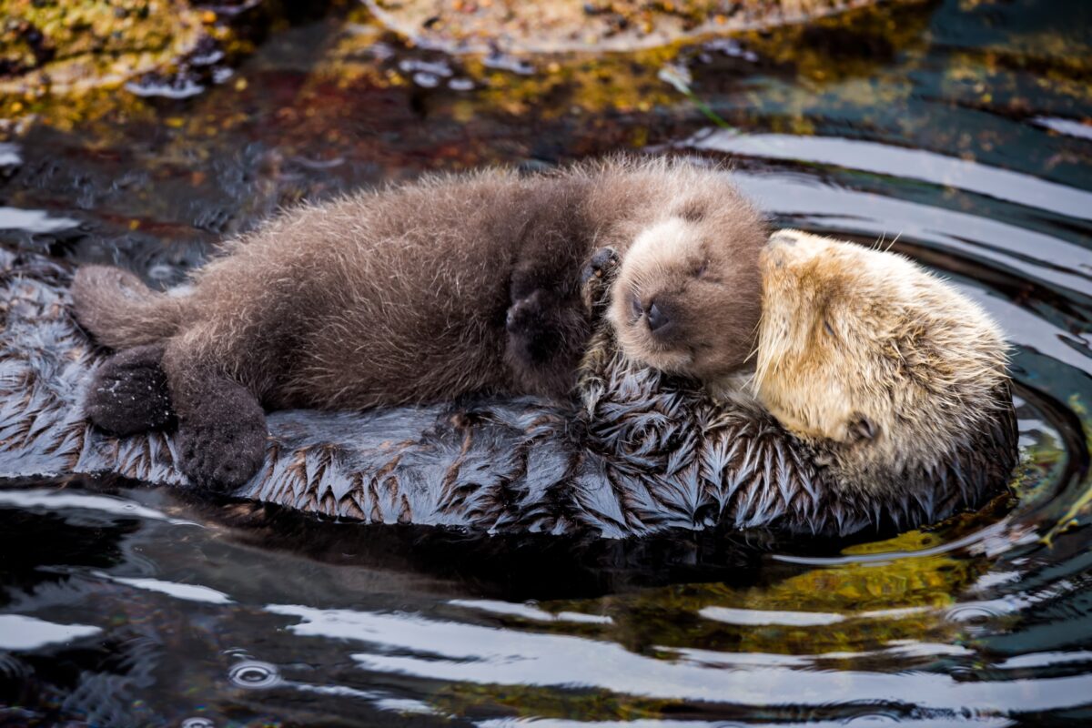 A wild sea otter mom and pup resting in the Great Tide Pool at Monterey Bay Aquarium. ©Monterey Bay Aquarium