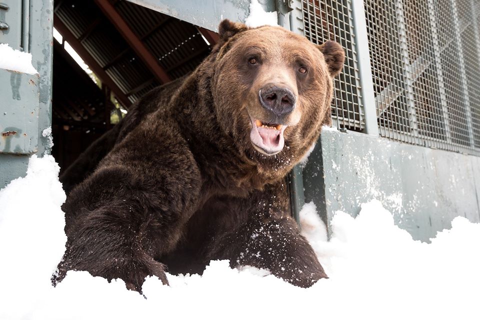 grinder and coola grouse mountain bears