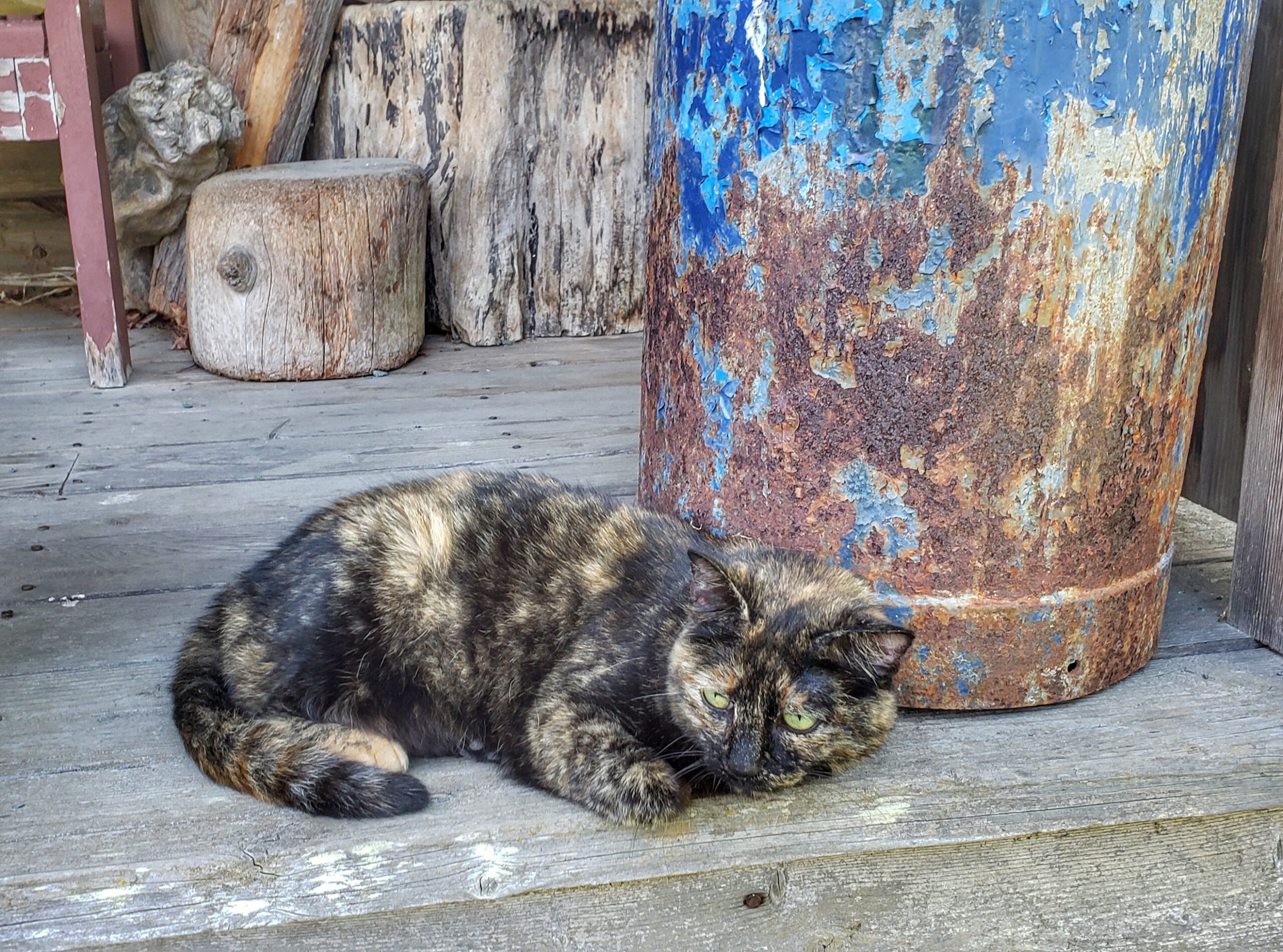 resident cat at Kilby Historic Site