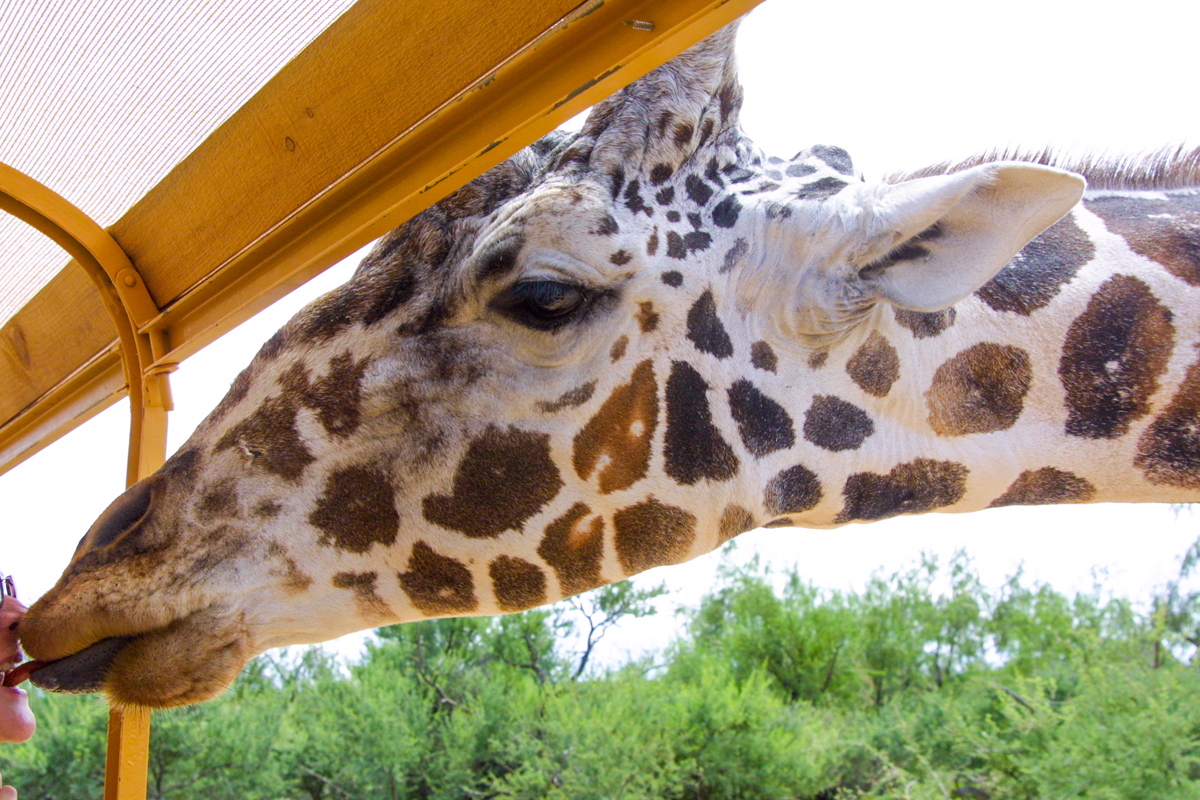 Giraffe poking his head into the tour bus at Out of Africa Preserve
